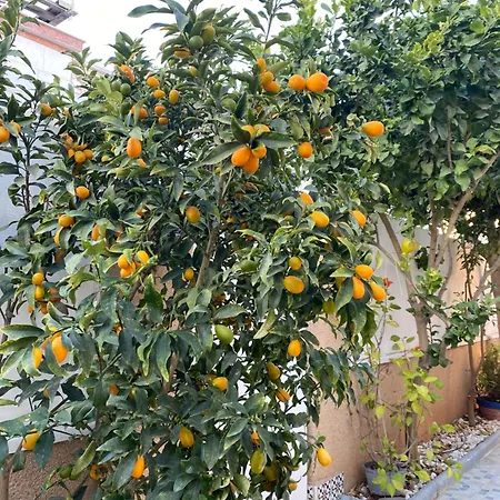 度假居 Casa Torre Y Mar With 2 Bedrooms Pool Barbecue Patio & Sun Terrace 托雷维耶哈